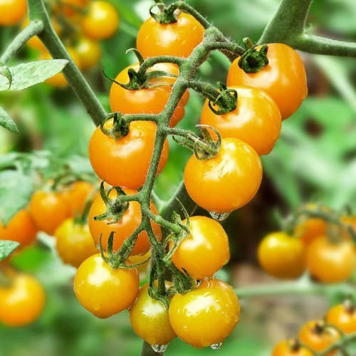 Ping-Pong Tomato 'Dorada'