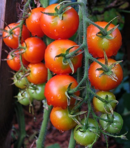 Pingpongtomaat 'Gardener'S Delight''