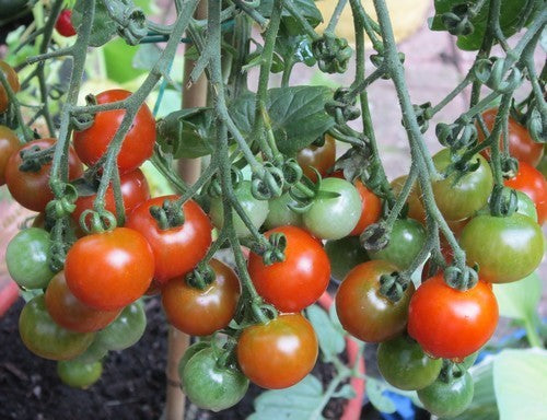 Pingpongtomaat 'Gardener'S Delight''