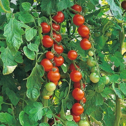 Pingpongtomaat 'Gardener'S Delight''
