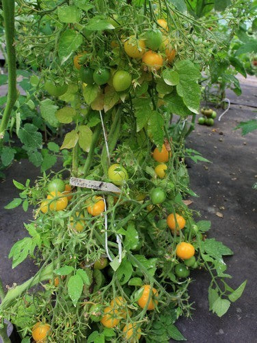 Pingpongtomaat 'Gele Tros'