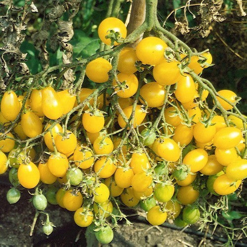 Kerstomaat 'Gelbe Dattelweintomate'