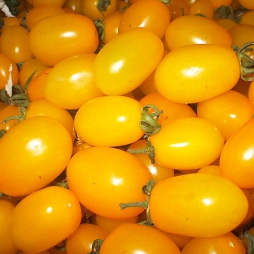Olijftomaatje 'Golden Grape'