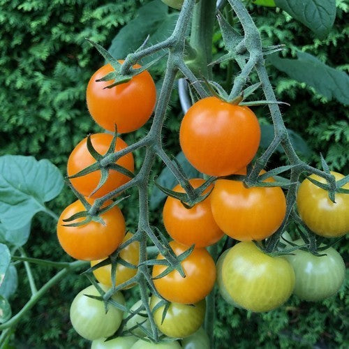 Cherry Tomato 'Goldita'