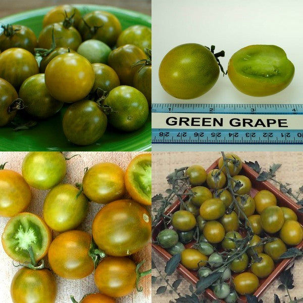 Kerstomaat 'Green Grape'