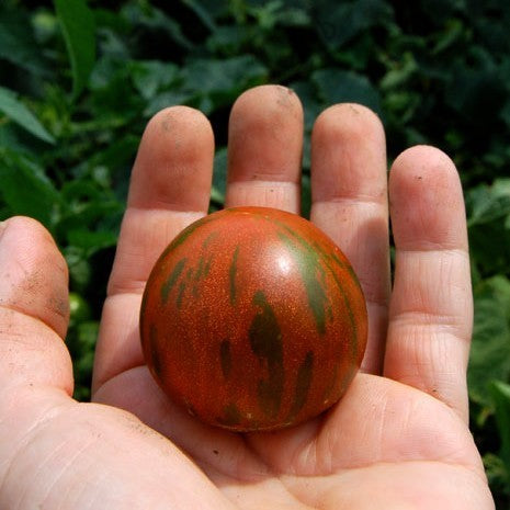 Pingpongtomaat 'Guernsey Island'