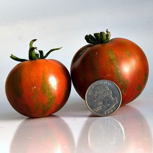 Pingpongtomaat 'Guernsey Island'