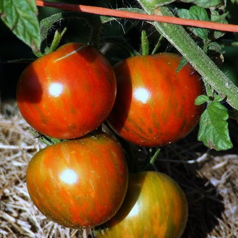 Pingpongtomaat 'Guernsey Island'
