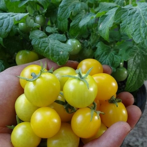 Cherry tomato 'Hahm'S Gelbene'
