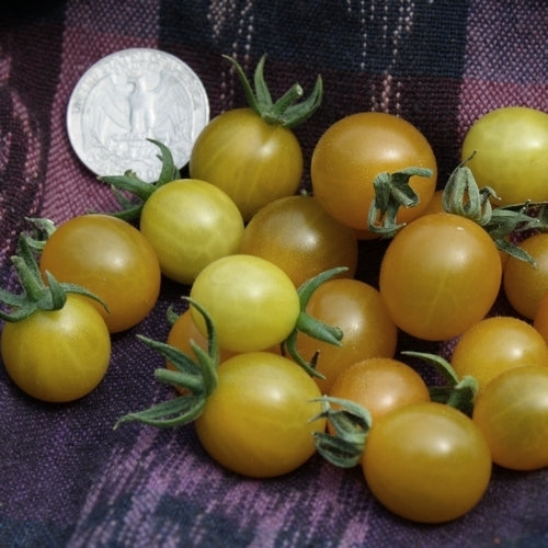 Cherry tomato 'Hahm'S Gelbene'