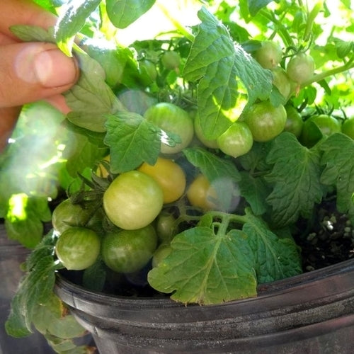 Cherry tomato 'Hahm'S Gelbene'