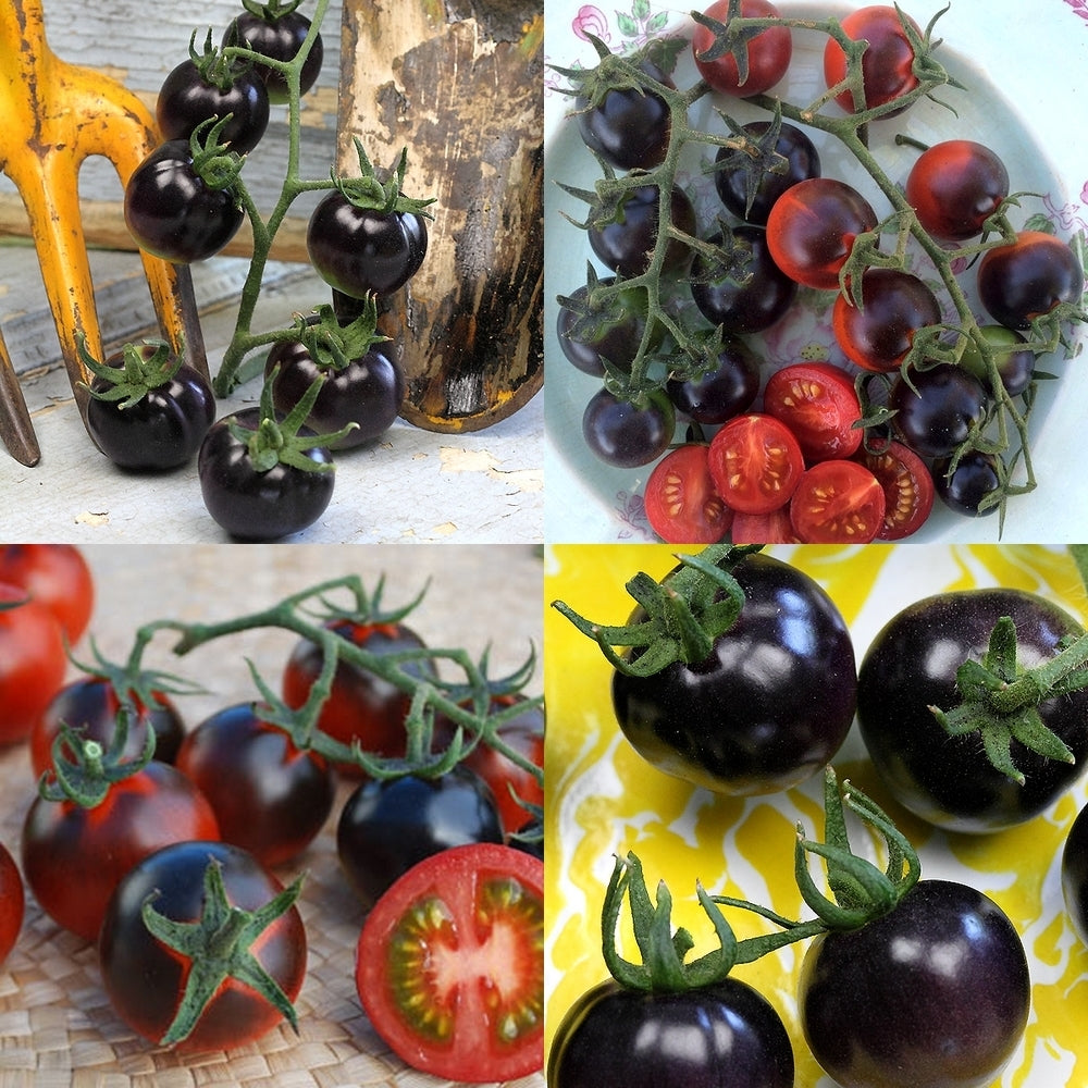 Cherry tomato 'Helsing Junction Blue'