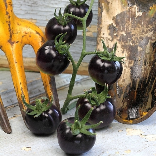 Cherry tomato 'Helsing Junction Blue'