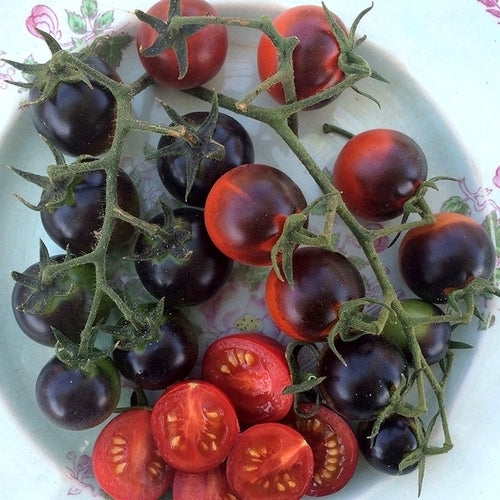 Cherry tomato 'Helsing Junction Blue'