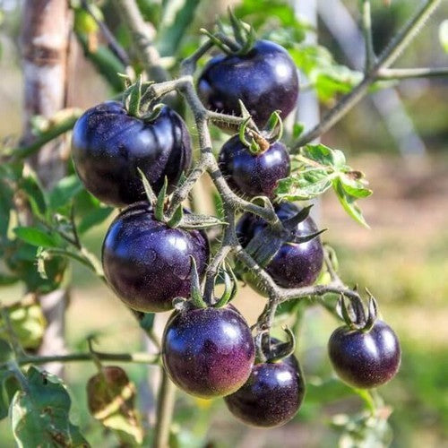 Kerstomaat 'Holy Purple'