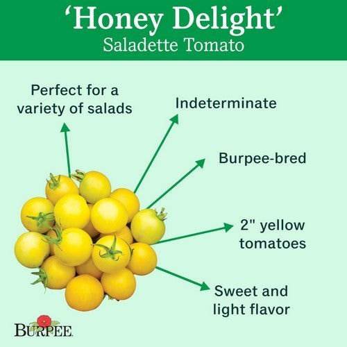 Pingpongtomaat 'Honey Delight' F1