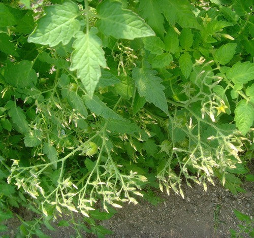 Kerstomaat 'Ildi' / 'Millefleur'