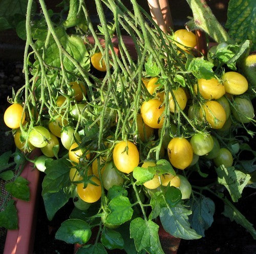 Kerstomaat 'Ildi' / 'Millefleur'