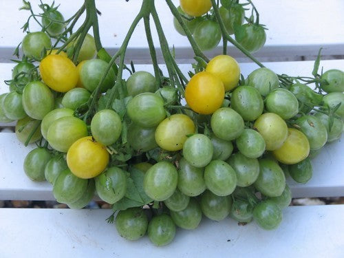 Kerstomaat 'Ildi' / 'Millefleur'