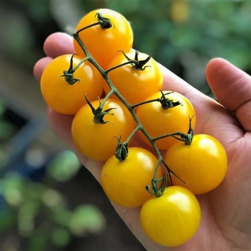 Kerstomaat 'Indian Moon'