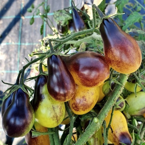Kerstomaat 'Indigo Pear Drops'