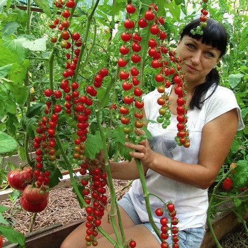 Kerstomaat 'Iva's Red Berry''