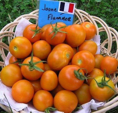 Pingpongtomaat 'Jaune Flammée'