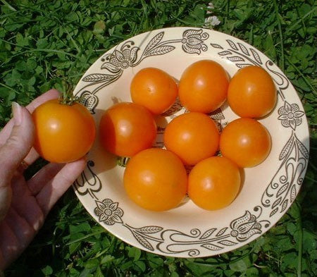 Pingpongtomaat 'Jaune Flammée'