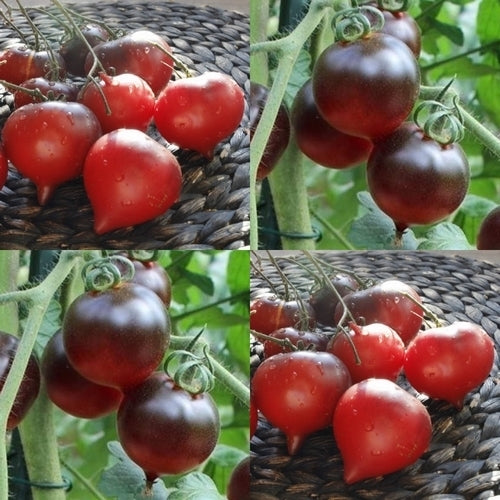 Heart-shaped tomato 'JOlie Coeur' / 'H 34 Red'