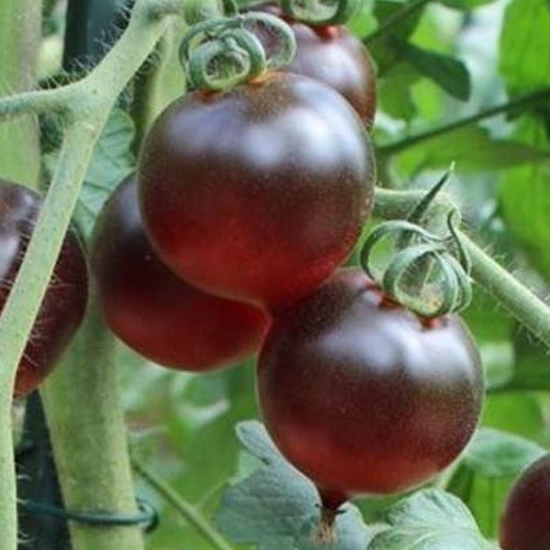 Heart-shaped tomato 'JOlie Coeur' / 'H 34 Red'