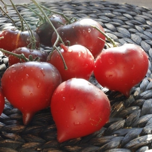 Heart-shaped tomato 'JOlie Coeur' / 'H 34 Red'