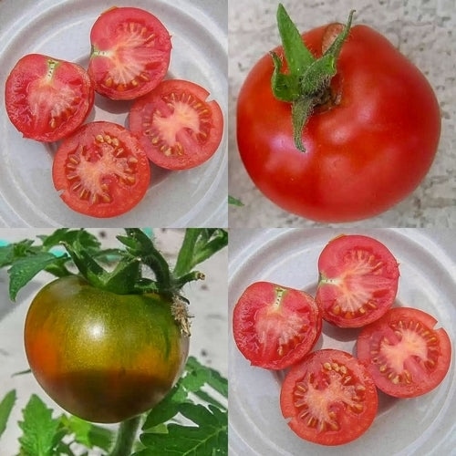 Kootenai' Ping Pong Tomato