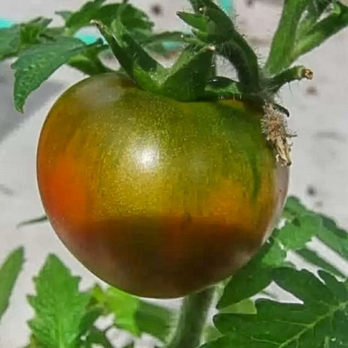 Kootenai' Ping Pong Tomato