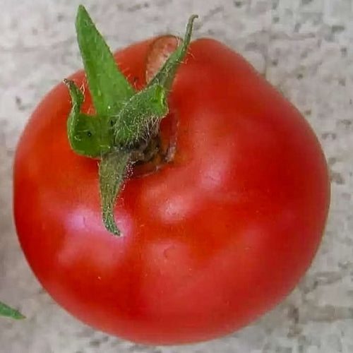 Kootenai' Ping Pong Tomato