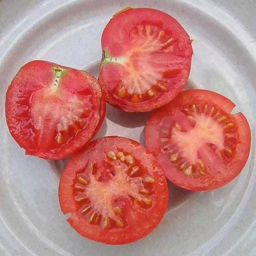 Kootenai' Ping Pong Tomato