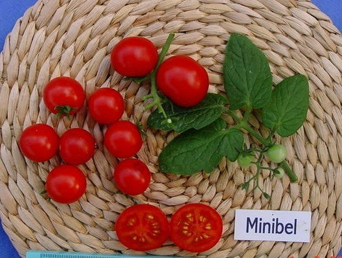 Kerstomaat 'Minibel'