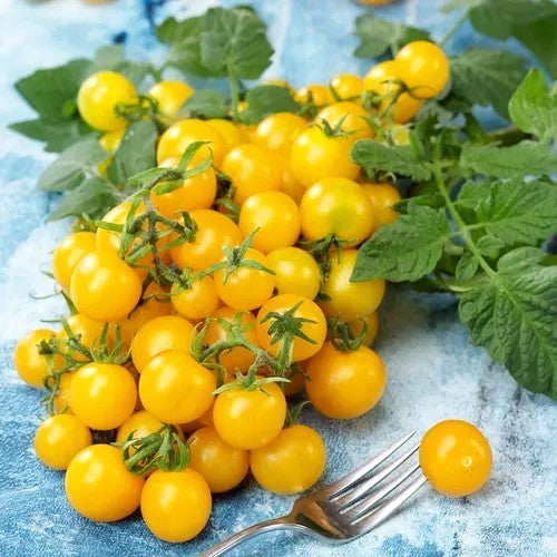 Cherry tomato 'Minigold'