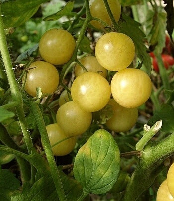 Re4sitance Development Insects Cherry Tomato 'Mirabelle Blanche' / 'Mirabell Weiss' | Vreeken's Zaden