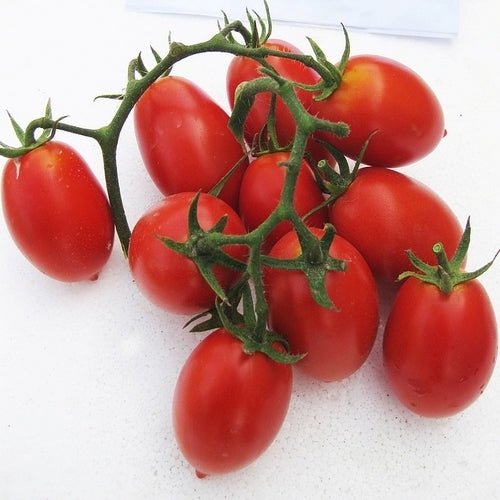 Ping-Pong Tomato 'Napoli Fiaschetto' / 'Fiaschello' / 'Fia'