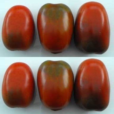Olijftomaatje 'Negro de Yeste'