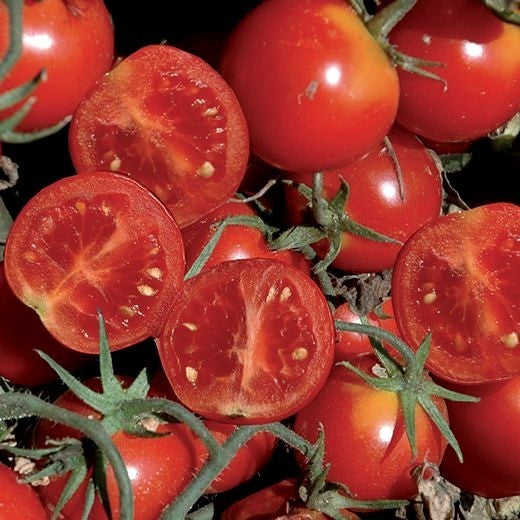 Cherry tomato 'Pallini' F1