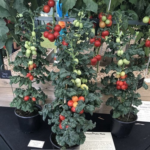 Olijftomaatje 'Patio Plum' F1