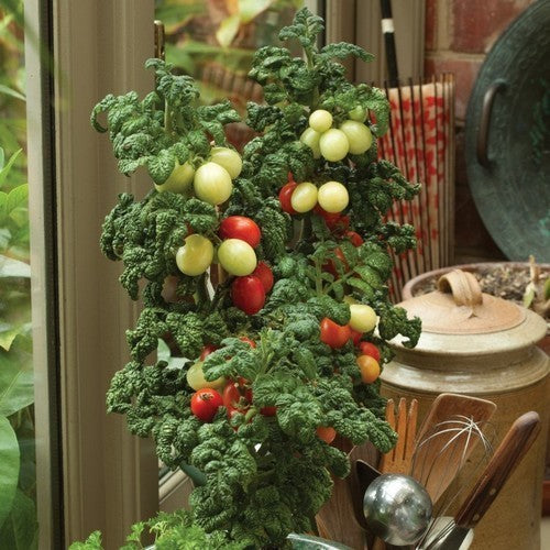 Olijftomaatje 'Patio Plum' F1