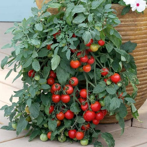 Kerstomaat 'Pendulina Red' / 'Tumbling Tom Red' / 'Balconi R'