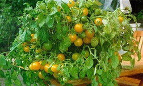 Cherry Tomato 'Pendulina Yellow' / 'Balconi Yellow' / 'Tumbling'