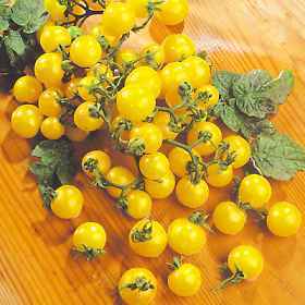 Cherry Tomato 'Pendulina Yellow' / 'Balconi Yellow' / 'Tumbling'