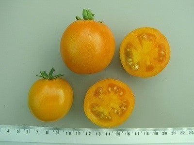 Cherry Tomato 'Pendulina Yellow' / 'Balconi Yellow' / 'Tumbling'