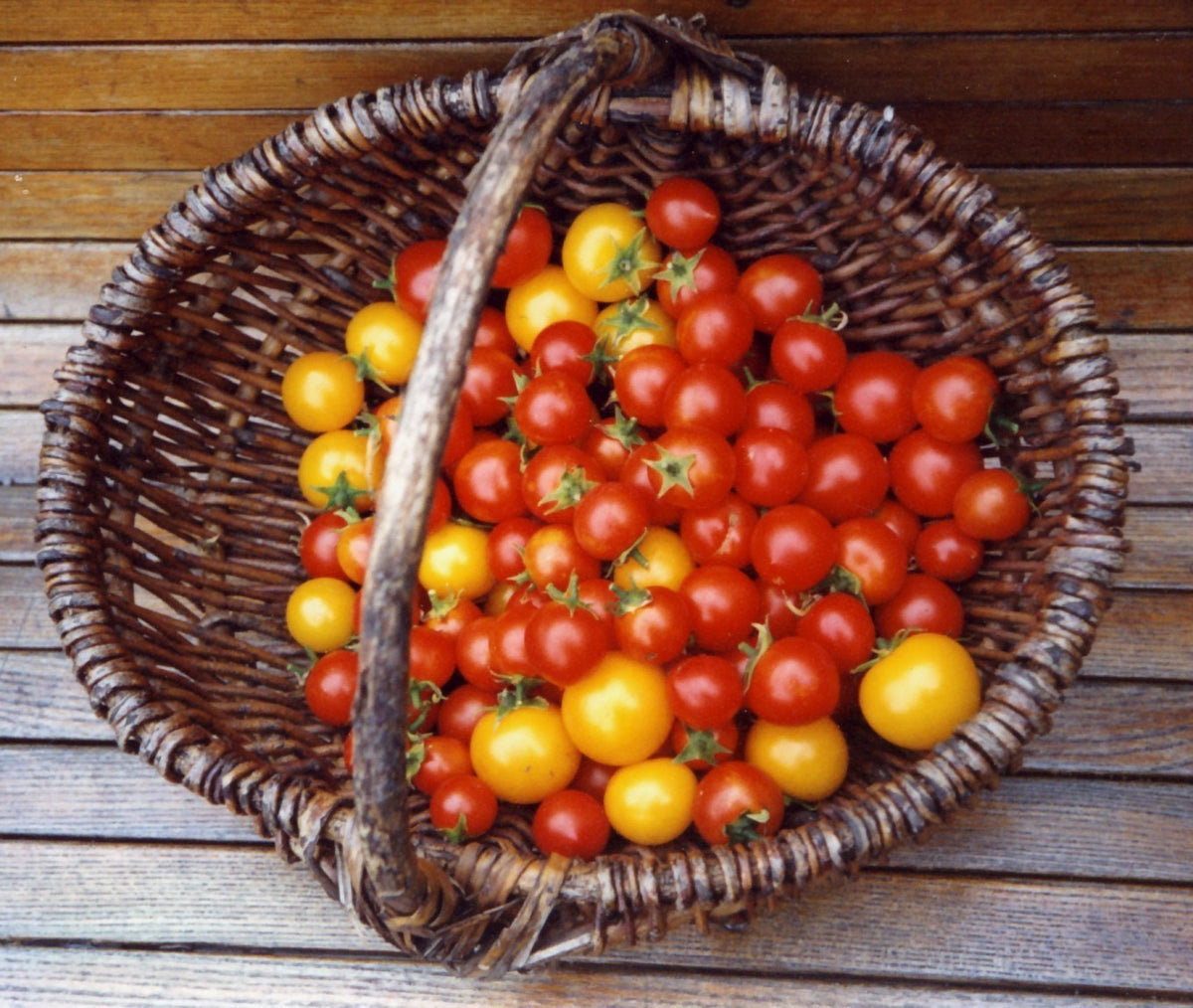Cherry Tomato 'Pendulina Yellow' / 'Balconi Yellow' / 'Tumbling'