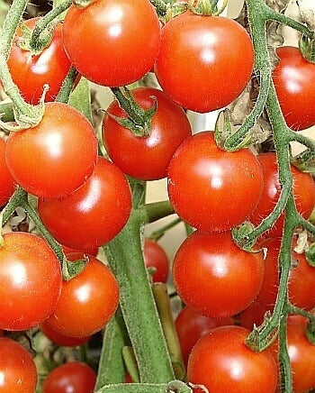 Kerstomaat 'Picolino' F1