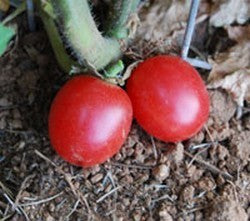 Wild Cherry Tomato 'Pink Bouncy'